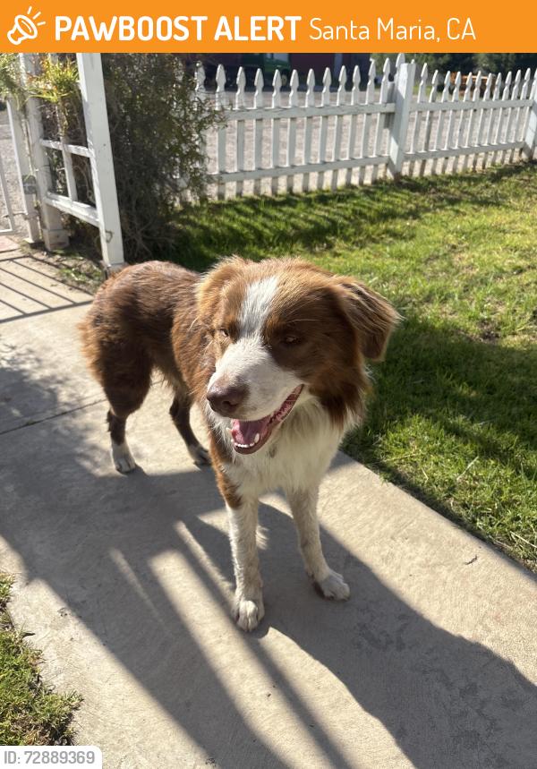 Found/Stray Male Dog last seen Orcutt EXPY, Santa Maria, CA 93455