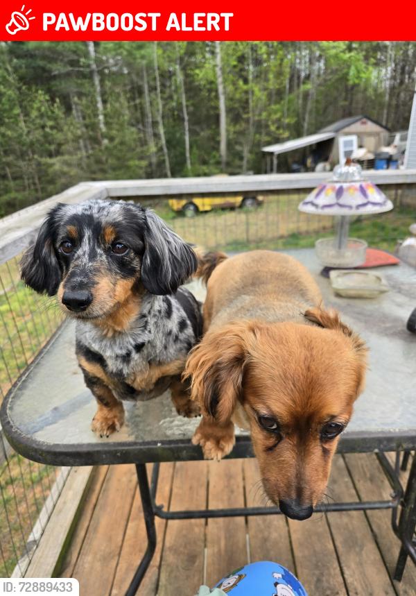 Lost Female Dog last seen St johns church rd, Connelly Springs, NC 28612