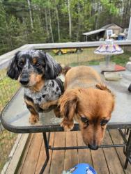 Lost Female Dog last seen St johns church rd, Connelly Springs, NC 28612