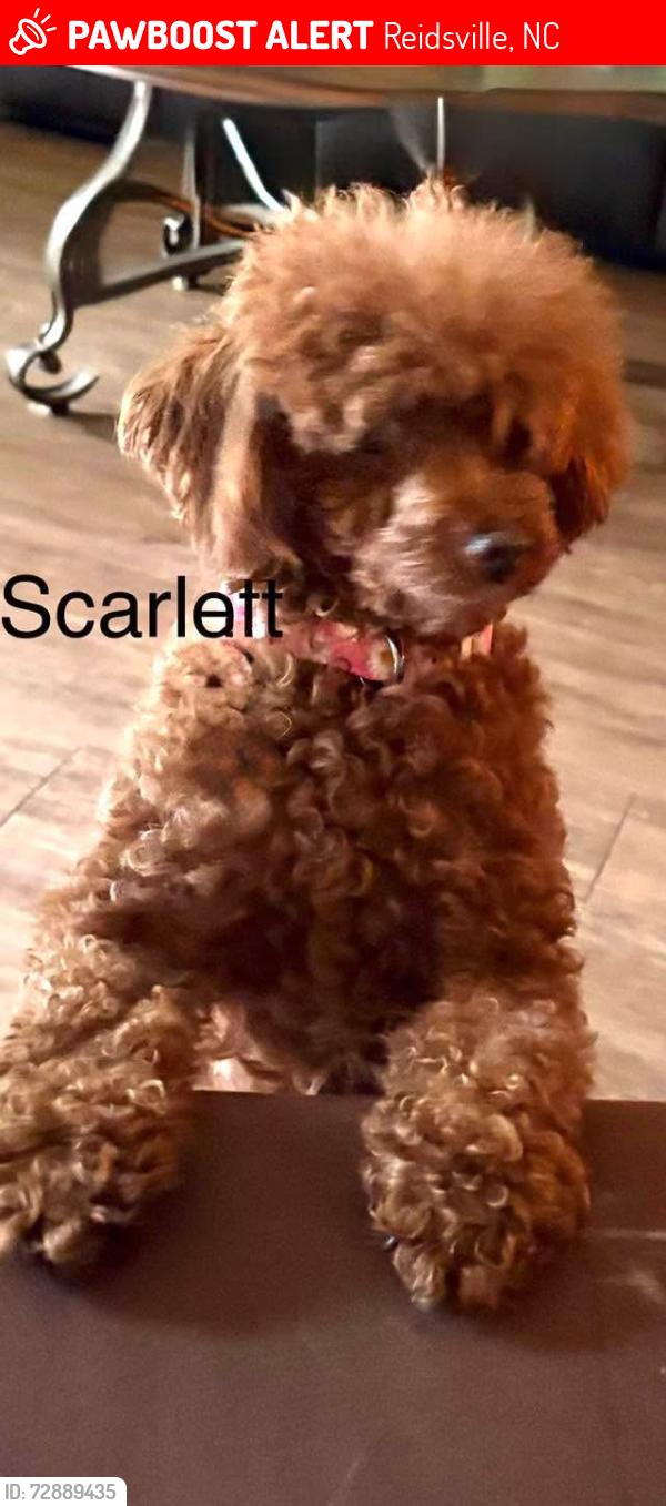 Lost Female Dog last seen Flatrock rd and Hillcrest Rd, Reidsville, NC 27320