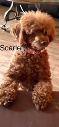 Lost Female Dog last seen Flatrock rd and Hillcrest Rd, Reidsville, NC 27320