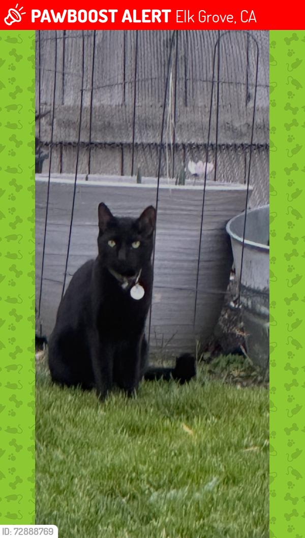 Lost Male Cat last seen Maritime Dr and Ocean Point Way, Elk Grove, CA 95758
