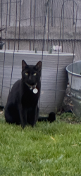 Lost Male Cat last seen Maritime Dr and Ocean Point Way, Elk Grove, CA 95758
