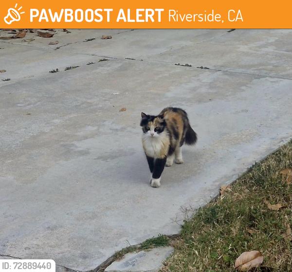 Found/Stray Female Cat last seen Arlington and streeter, Riverside, CA 92504