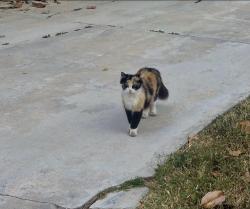 Found/Stray Female Cat last seen Arlington and streeter, Riverside, CA 92504