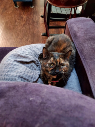 Lost Female Cat last seen Covington Dr., Benbrook, TX 76126