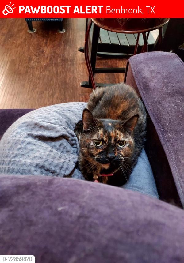 Lost Female Cat last seen Covington Dr., Benbrook, TX 76126