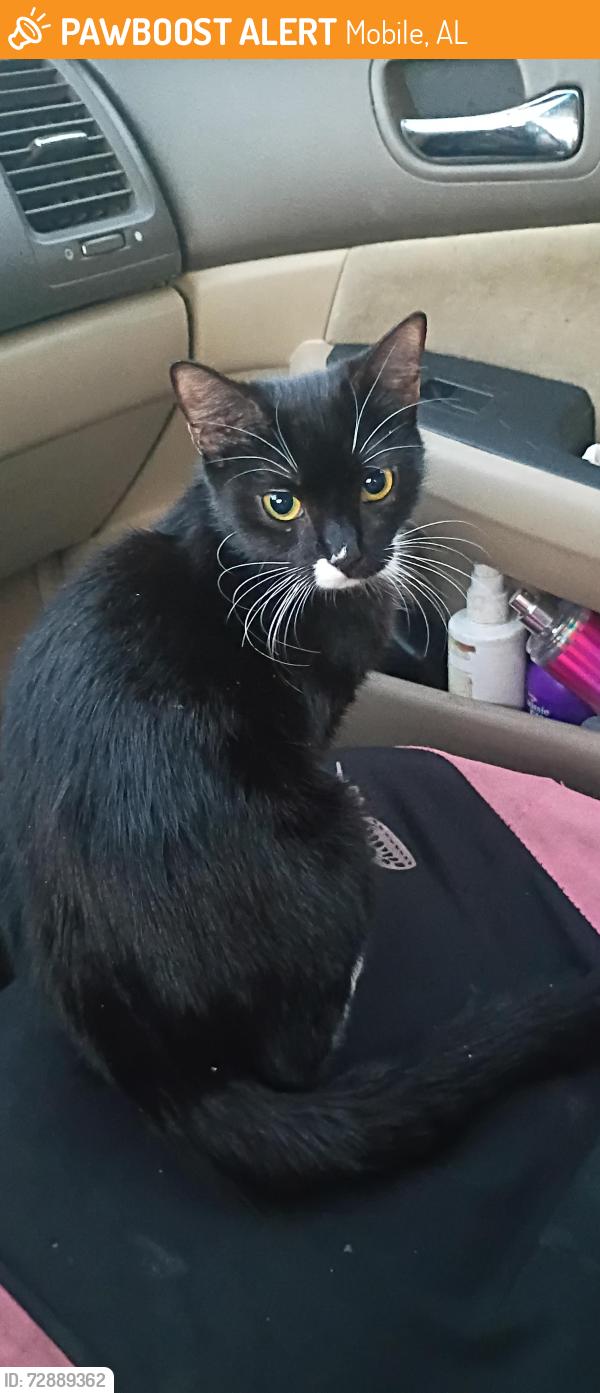 Found/Stray Female Cat last seen Clarke's Gas Station Zeigler and Schillengers Rd, Mobile, AL 36695