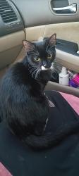 Found/Stray Female Cat last seen Clarke's Gas Station Zeigler and Schillengers Rd, Mobile, AL 36695