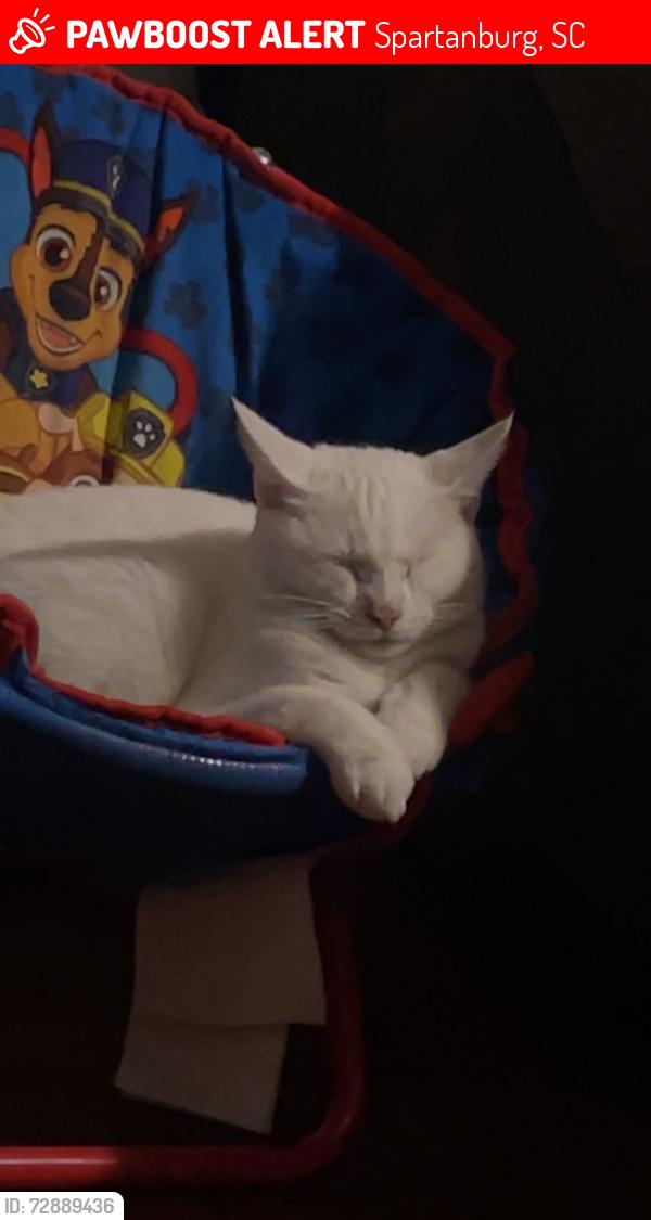 Lost Female Cat last seen Saratoga avenue, Spartanburg, SC 29302