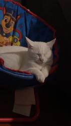 Lost Female Cat last seen Saratoga avenue, Spartanburg, SC 29302