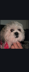 Lost Female Dog last seen White ln, Ashe, halfmoon , Bakersfield, CA 93309