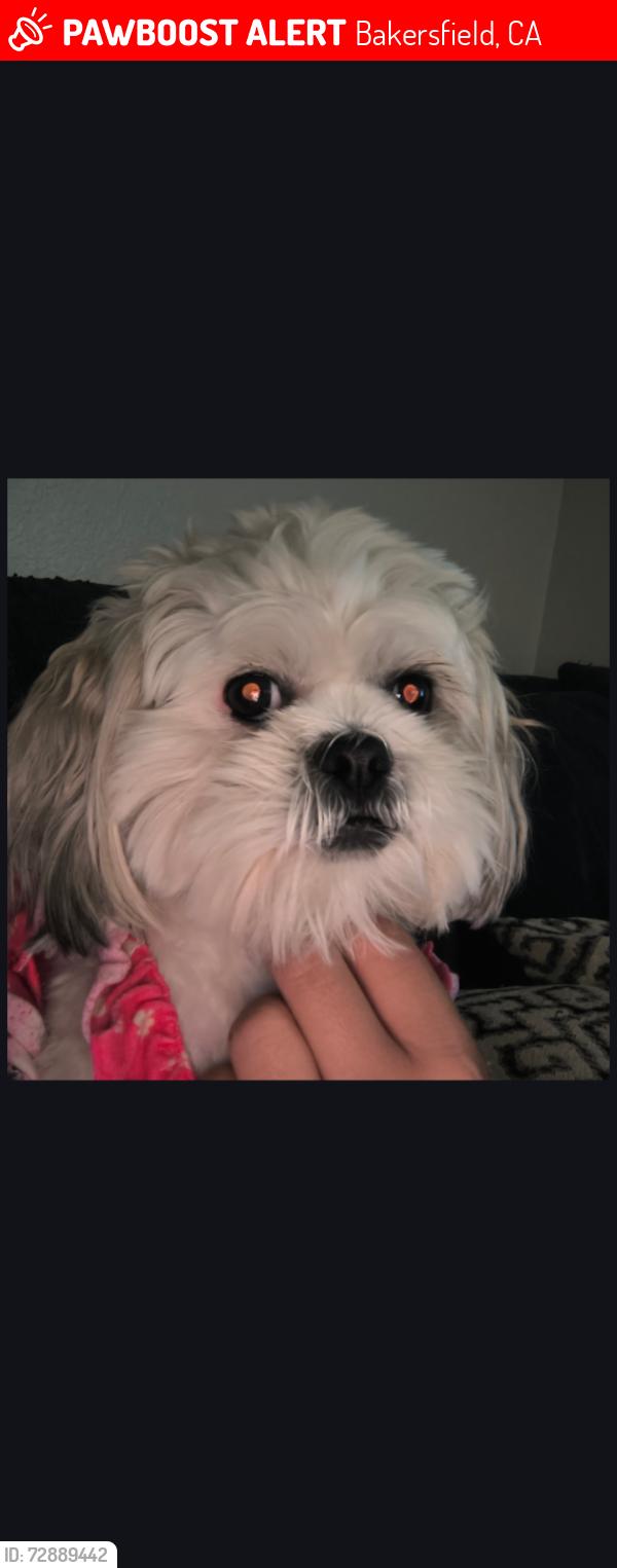 Lost Female Dog last seen White ln, Ashe, halfmoon , Bakersfield, CA 93309