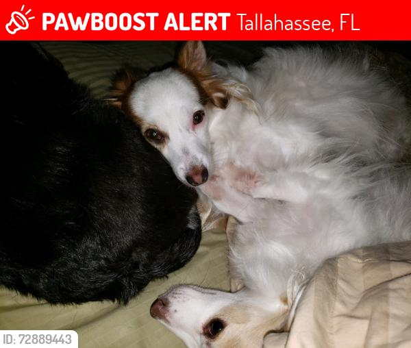 Lost Male Dog last seen Old Tallahassee Mall, Suburban Hills Neignborhood, John Knox Road, Tallahassee, FL 32312