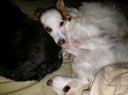 Lost Male Dog last seen Old Tallahassee Mall, Suburban Hills Neignborhood, John Knox Road, Tallahassee, FL 32312