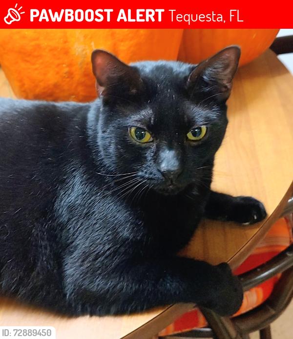Lost Male Cat last seen Tequesta Dr. Seabrook Rd , Tequesta, FL 33469