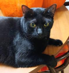 Lost Male Cat last seen Tequesta Dr. Seabrook Rd , Tequesta, FL 33469