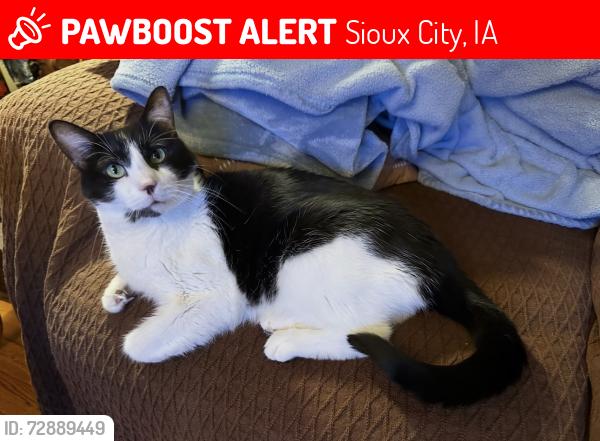 Lost Male Cat last seen 32nd and McDonald Streets, Sioux City, IA 51104