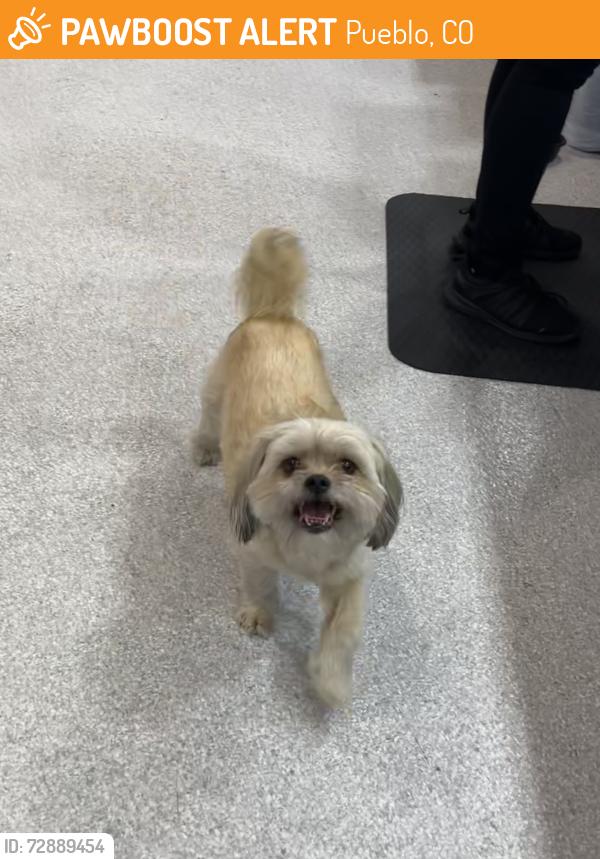 Found/Stray Male Dog last seen I 25, Pueblo, CO 81008