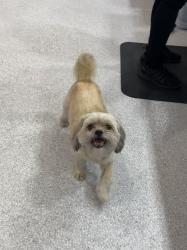 Found/Stray Male Dog last seen I 25, Pueblo, CO 81008