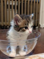 Shelter Stray Male Cat last seen Near Rosebank Ave Balt., MD 21212, 21212, MD, Baltimore, MD 21230