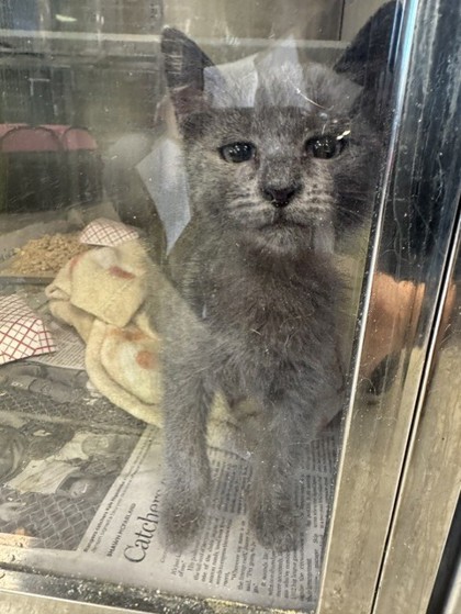 Shelter Stray Male Cat last seen Near Belhvaven Dr, 75150, TX, Mesquite, TX 75149