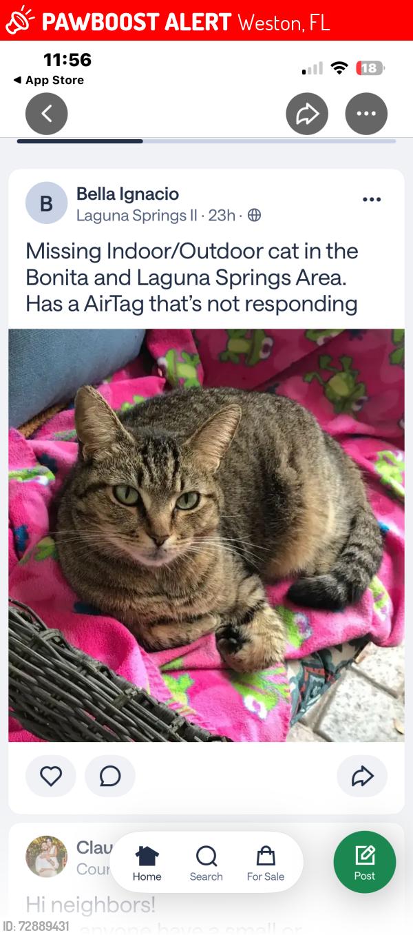 Lost Male Cat last seen Bermuda Springs, Laguna II weston FL, Weston, FL 33326