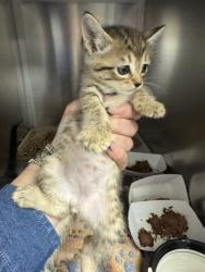 Shelter Stray Female Cat last seen Near Ocean Reef, 75150, TX, Mesquite, TX 75149