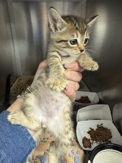 Shelter Stray Female Cat last seen Near Ocean Reef, 75150, TX, Mesquite, TX 75149