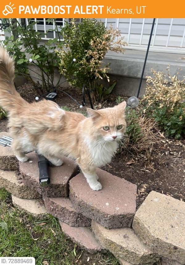 Found/Stray Unknown Cat last seen Impressions dr, Kearns, UT 84118