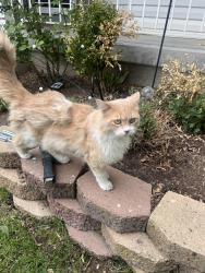 Found/Stray Unknown Cat last seen Impressions dr, Kearns, UT 84118