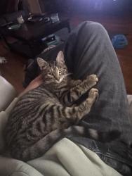 Lost Female Cat last seen Springfield Center Rd, Akron, OH 44312