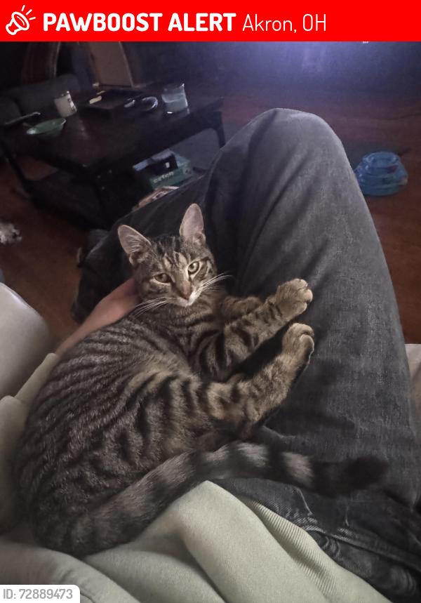 Lost Female Cat last seen Springfield Center Rd, Akron, OH 44312