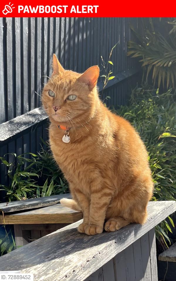 Lost Male Cat last seen The Pentlands , Buckinghamshire, England HP13 7PE