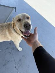 Found/Stray Female Dog last seen Eureka park, Miami, FL 33177