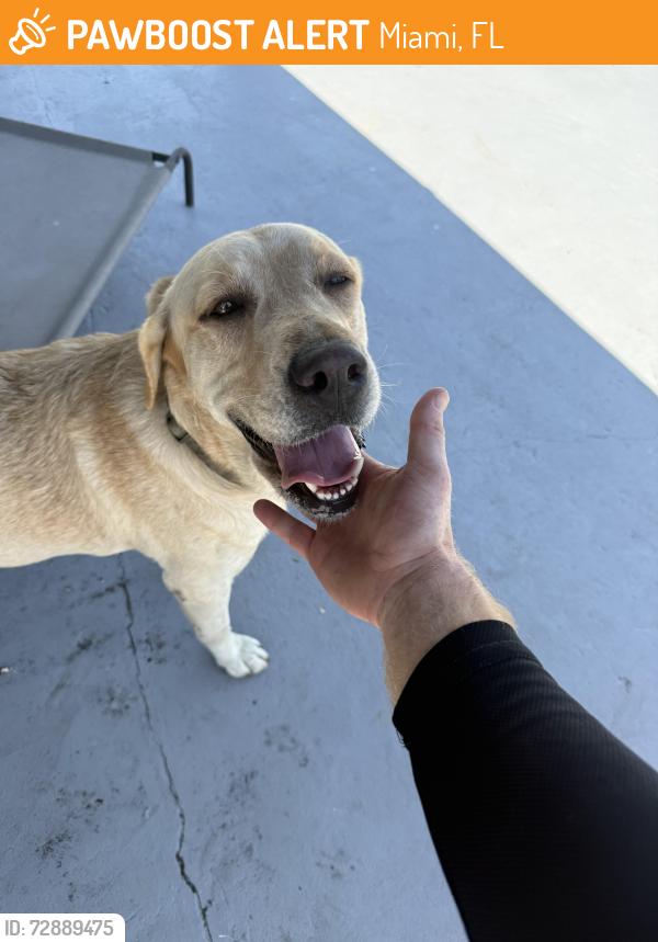 Found/Stray Female Dog last seen Eureka park, Miami, FL 33177