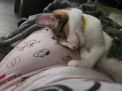 Reunited Female Cat last seen Averill, Ferguson, MO 63135