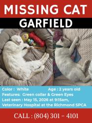 Lost Male Cat last seen Near Hermitage Rd, Richmond SPCA area, Richmond, VA 23220