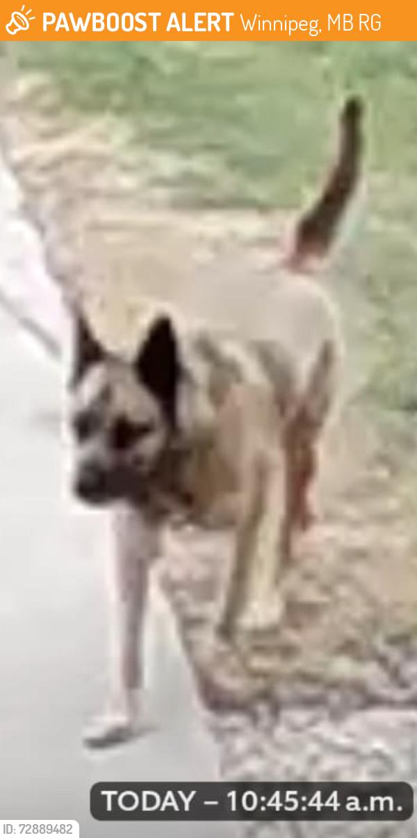 Found/Stray Unknown Dog last seen Lost dog along Donwood Drive closer to Raleigh in North Kildonan, Winnipeg, MB R2G