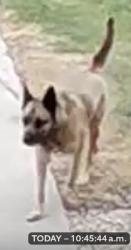Found/Stray Unknown Dog last seen Lost dog along Donwood Drive closer to Raleigh in North Kildonan, Winnipeg, MB R2G