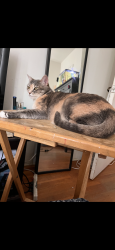 Lost Female Cat last seen Near winston dr encanto, San Diego, CA 92114