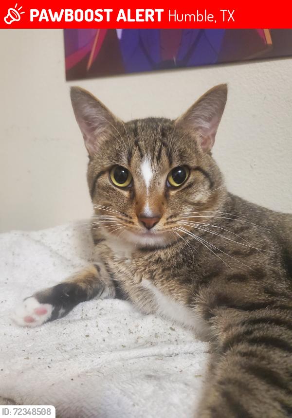 Lost Male Cat last seen Near Fair Oak Dale and  4834 Dappled Grove Trail, Humble, TX 77346