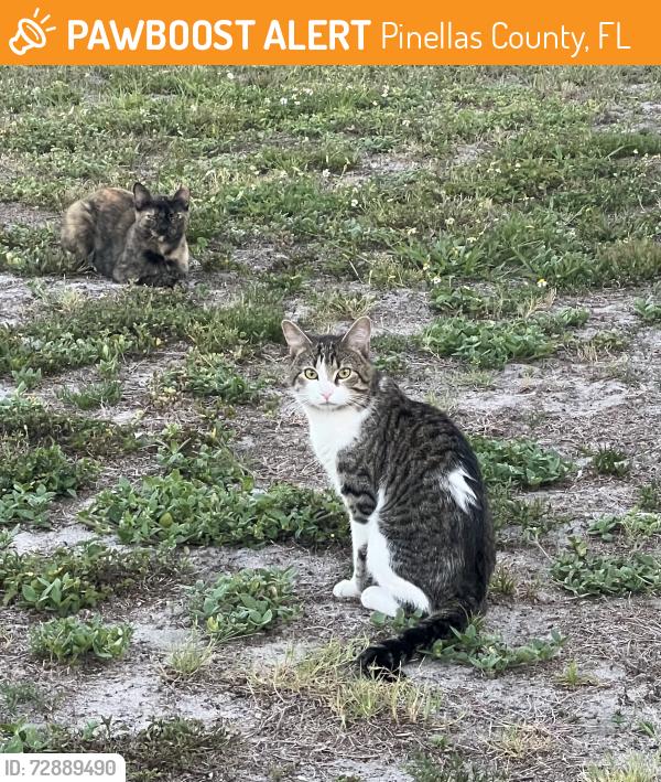 Found/Stray Unknown Cat last seen Bristol and Newport, Pinellas County, FL 33764