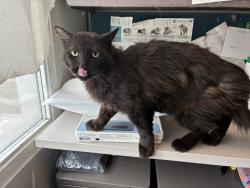 Shelter Stray Male Cat last seen Near S Mars Way, MILLCREEK, UT, 84124, Taylorsville, UT 84123
