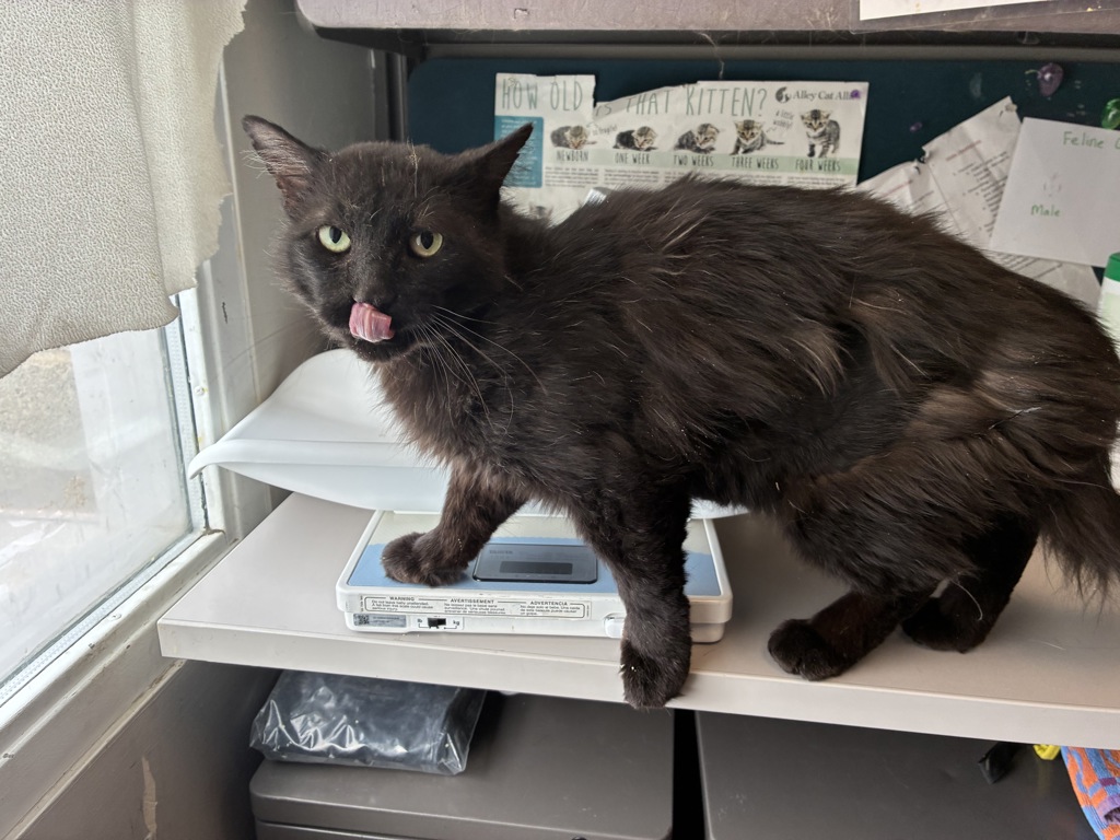 Shelter Stray Male Cat last seen Near S Mars Way, MILLCREEK, UT, 84124, Taylorsville, UT 84123