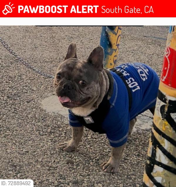 Lost Male Dog last seen Liberty/san luis, South Gate, CA 90280