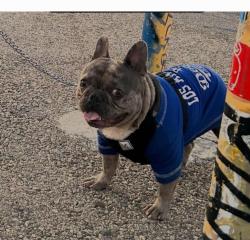 Lost Male Dog last seen Liberty/san luis, South Gate, CA 90280