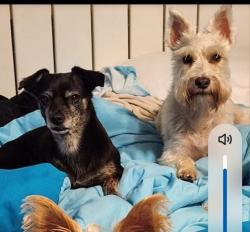 Reunited Female Dog last seen Floresta and crosstown, Port St. Lucie, FL 34983