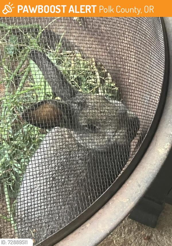Found/Stray Unknown Rabbit last seen Orchard Hts. Pl. and Best Rd. NW, Polk County, OR 97304
