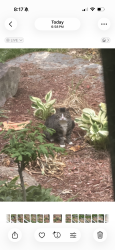 Found/Stray Unknown Cat last seen Northshore dr, Knoxville, TN 37922